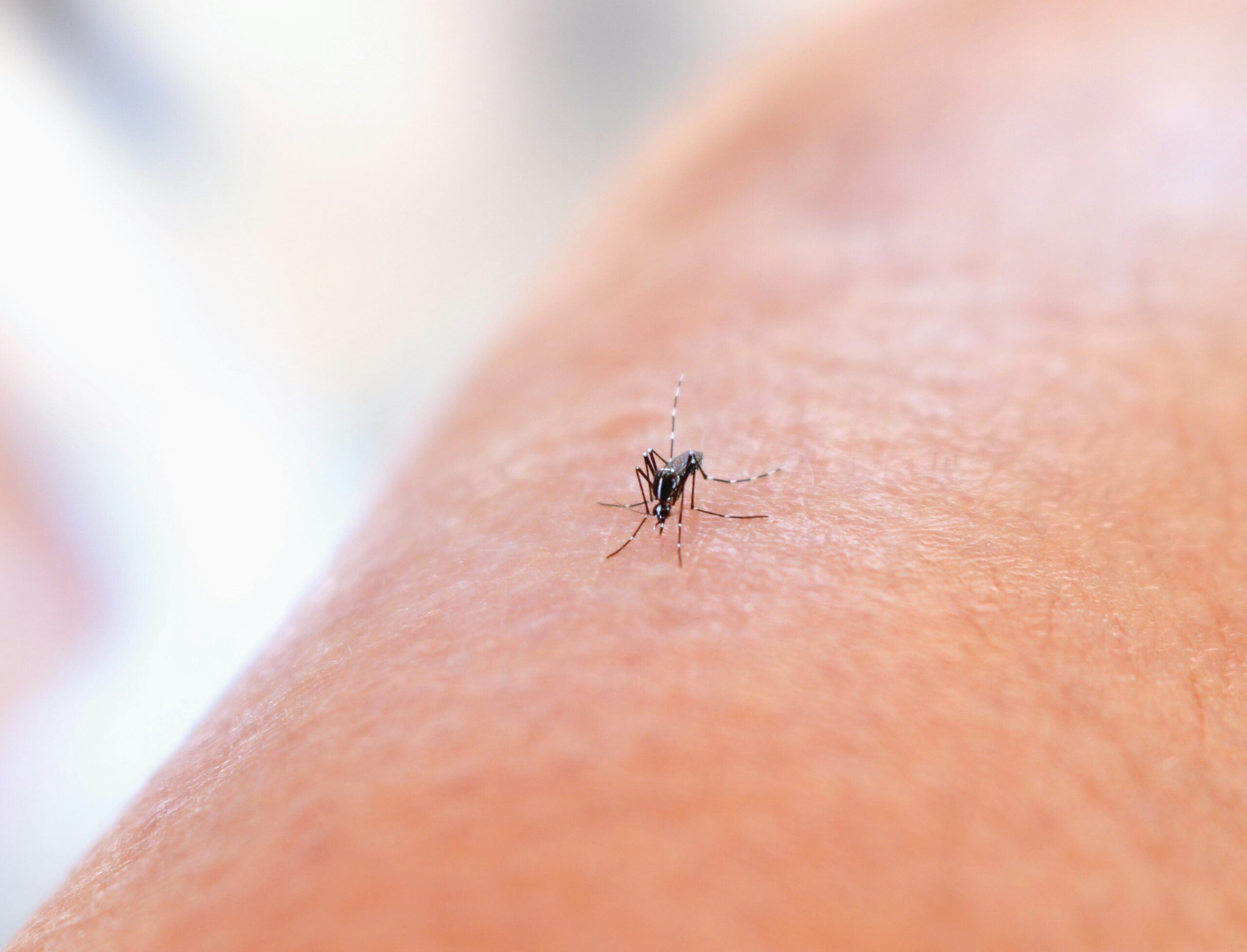 Insektenschutz: Ein Muss für Allergiker 
